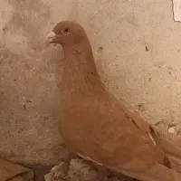 سرخ و زرد گرفتنی|پرنده|شوشتر, |دیوار