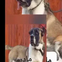 توله سگ|سگ|نیشابور, مازول|دیوار