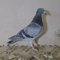 کفتر پرشی المانی پلنگ کرمونی وطوقی