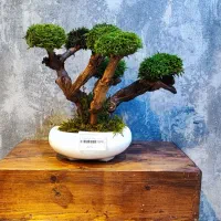 تابلو .درخت و درختچه جاودان|صنایع دستی و سایر لوازم تزئینی|اهواز, فرهنگ شهر|دیوار