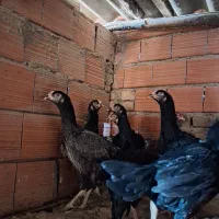 مرغ لاری|حیوانات مزرعه|مینودشت, |دیوار