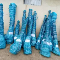 فروش نهال دیرگل|گل و گیاه طبیعی|قزوین, |دیوار