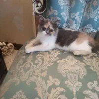 گربه بریتیش ۵ ملیون تومان