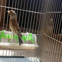 سهره قناری ماده