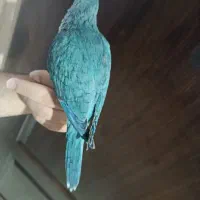طوطی