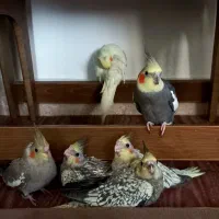 پرنده عروس هلندی