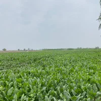 اسفناج|خوردنی و آشامیدنی|سرخنکلاته, |دیوار