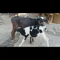 گاوسوئسی باگوساله نر نژاد هلشتاین|حیوانات مزرعه|پاپی, |دیوار