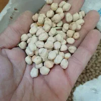 نخود عدس  گندم ذرت کشمش