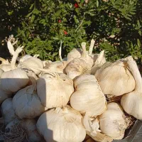 سیر درشت همدانی ،مصرف ترشی فروش مغازه تربارمیدان