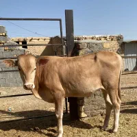 گوساله نر دورگ کردی درجه یک برای پروار