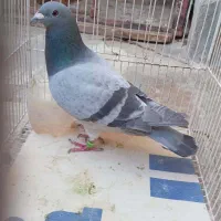 فروشی سالم بشرط|اسباببازی بچه|برازجان, |دیوار