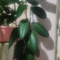 گل و گیاه اپارتمانی