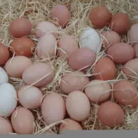 تخم‌مرغ‌محلی تازه‌