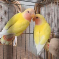 طوطی برزیلی چشم شرابی|پرنده|اصفهان, کوی گلزار|دیوار