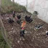 تعدادی خروس گلین لری