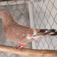 کبوتر|پرنده|دزفول, |دیوار