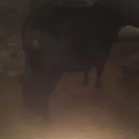 گوساله|حیوانات مزرعه|اهر, |دیوار