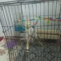 عروسی هلندی|پرنده|گیلوان, |دیوار