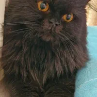 گمشده|حیوانات|کرج, حیدرآباد|دیوار