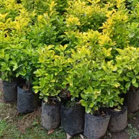 فروش شمشاد طلایی شمشاد سبز|خدمات باغبانی و درختکاری|لوندویل, |دیوار