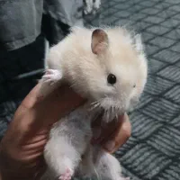 همستر نر و ماده