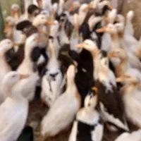 اردک محلی پرورش داده شده در مزارع استان گیلان