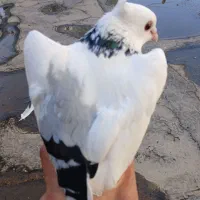 کفتر|پرنده|مشهد, سید رضی|دیوار