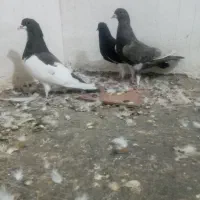 کبوتر خال