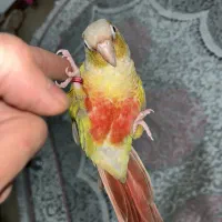 طوطی گرینچیک آناناسی سخنگو سینه رد(رام)