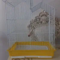 قفس عروس