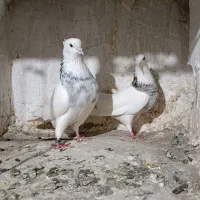 جفت کبوتر طوقی هفت رنگ