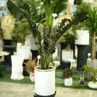 زاموفیلیا بلک سایز 3 با گلدان سرامیکی مناسب هدیه