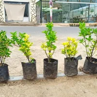 فضاسازی سمپاشی هرس فروش نهال چالکود|خدمات باغبانی و درختکاری|تولم شهر, |دیوار