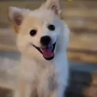 توله سگ روباهی ناز با قیمت مناسب|سگ|شیراز, آبیاری|دیوار