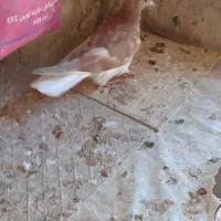 جوجه زرد دمسفید|پرنده|تربتحیدریه, ده پائین|دیوار