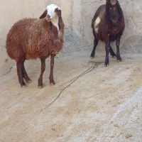 فروش دو راس بره ماده درجه یک|حیوانات مزرعه|قلقل رود, |دیوار