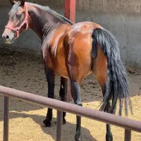 مادیان|اسب و تجهیزات اسب‌سواری|جوادآباد, |دیوار