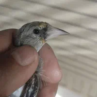 ماده سهره کرمونی درجه یک