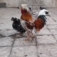 تخم مرغ سلطان|حیوانات مزرعه|اردبیل, |دیوار