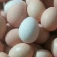 تخم مرغ محلی دونه ای ۱۷
