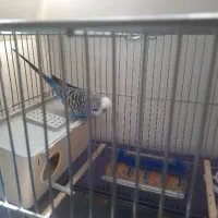 مرغ عشق انگلیسی