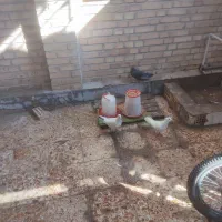 کبوترفروشی