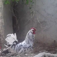 خروس گلین