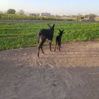 شیرالاغ|حیوانات مزرعه|اصفهان, مارچین|دیوار