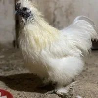 خروس ابریشمی