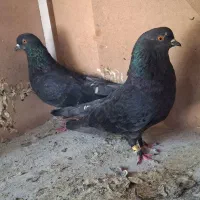 کفتر|پرنده|کرج, خرمدشت|دیوار