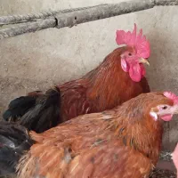 خروس جوان محلی یک ساله