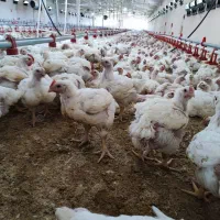 کارگر(سالندار)مرغداری