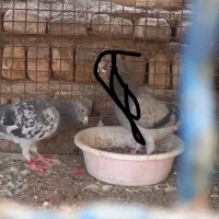 گ م ش د کبوتر پولکی